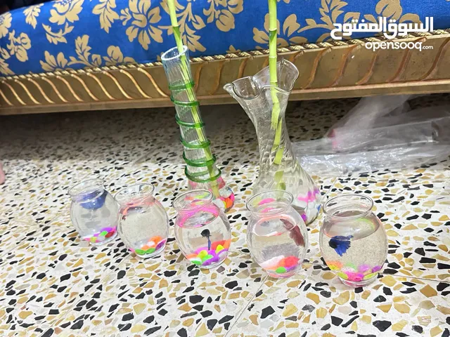 اسماك فايتر تعيش بدون اوكسجين ومع ذلك وجود عصا موسى في محافضة بابل وبسعر مناسب