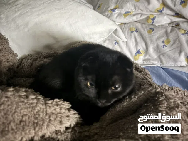 قطه للبيع عمرها 4 شهور