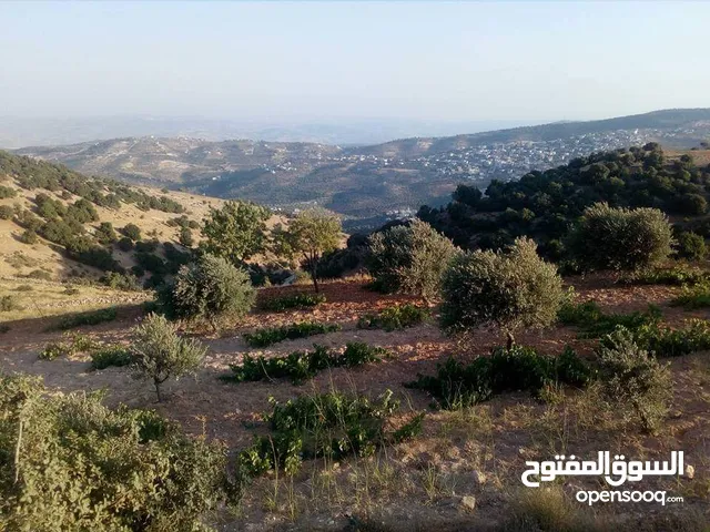 أرض زراعي للبيع في جرش