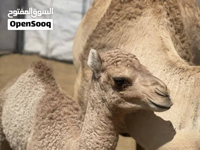 ناقه للبيع