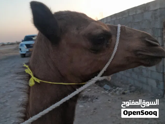بكره باطنيه اصل