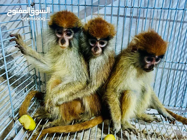 متاح نسناس للبيع