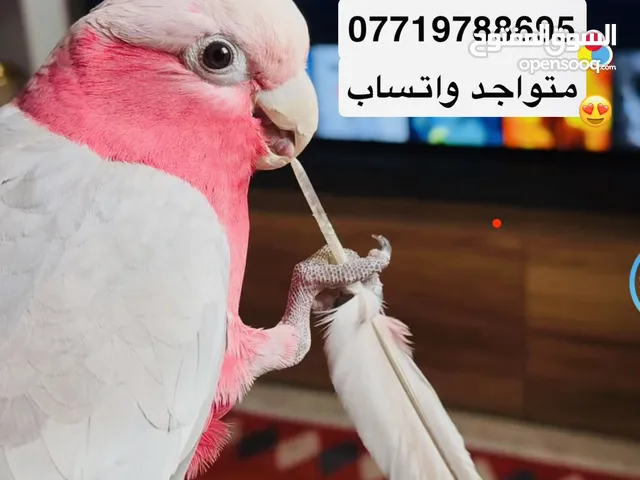 ببغاء كوكاتو جالاء اليف محلق بسعر مناسب