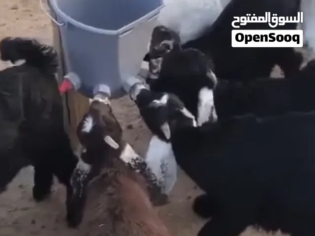 تخفيضات / دلو الرضاعة مخصص الأغنام صنع تركيا ذات جودة عالية سعة الدلو 8 لتر