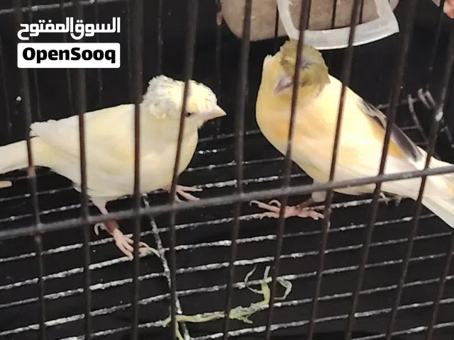 الدكر الشوشه الكحلة  مع بعض 220 بدون القفص طرابلس  الجاد على الخاص