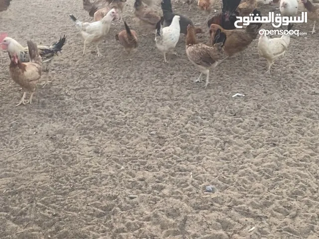 للبيع دجاج عربي قديم و بيض عربي قديم