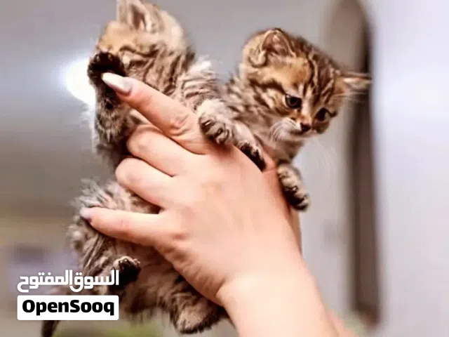 قطط مميزه ذكور واناث مع جميع اللقاحات اللازمه وجرعه الدود ومايكروشيب التسليم في عياده بيطريه