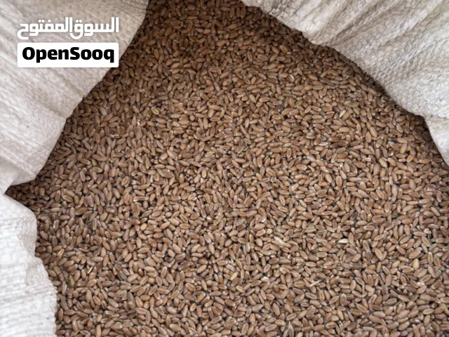 حب بر عضوي محلي ممتاز (قمح)