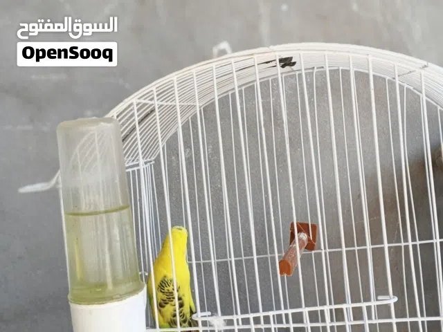 عصافير الروز و بقلينو