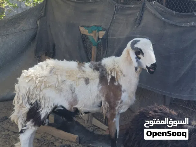 كبش مهجن سوداني