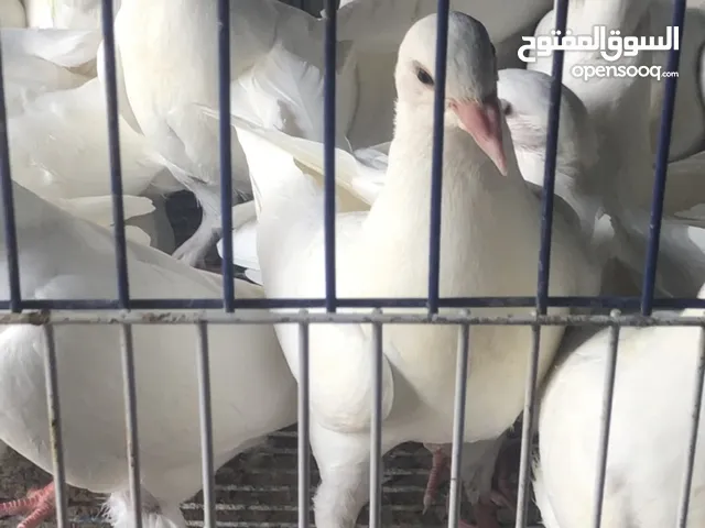 السلام عليكم ورحمة الله ااااااااازغليل لاحم جمبو احجام طيبه تنفع تربيه وتنفع اكل المكان دبي الهباب