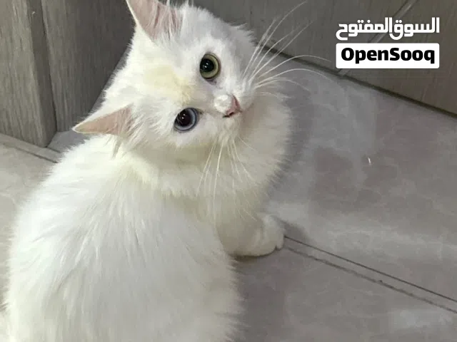 قطه شيرازية