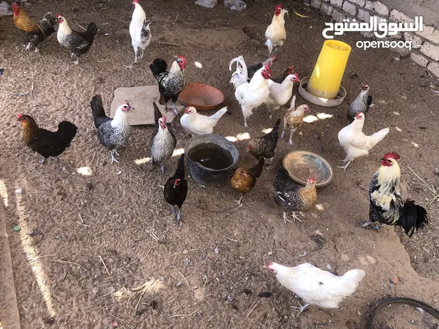 سلام عليكم دجاج عربي فيومي للبيع