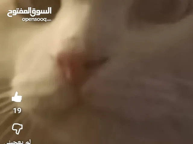 قط شيرازي تركي بيور عنده عامان و شهر