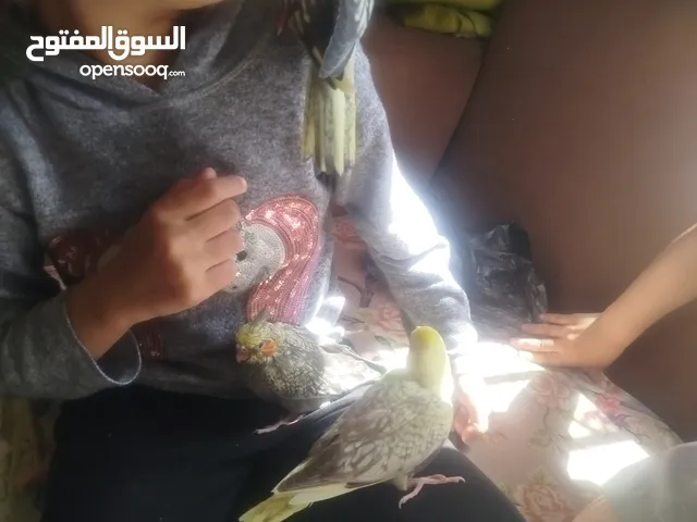 ببغاء كوكتيل عمر شهر أليف