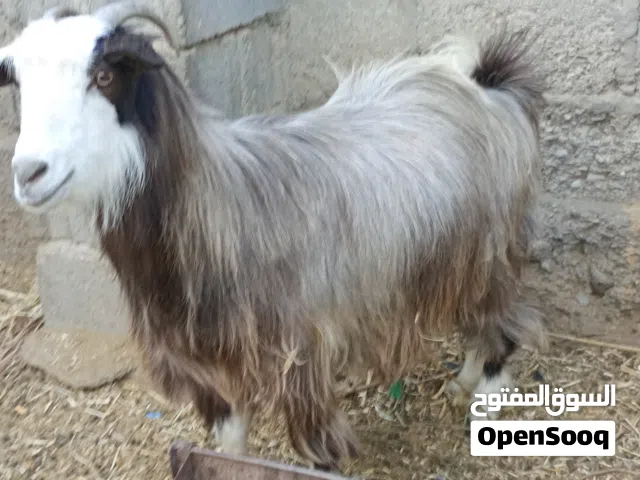 شاة سمينه تصلح للذبح والتربية طعام المزرعه فقط