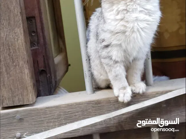 حيوانات للبيع