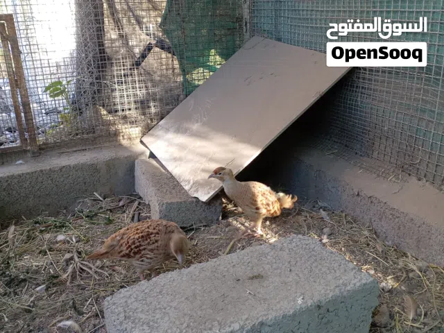 زوج صفارد الون الاضفر