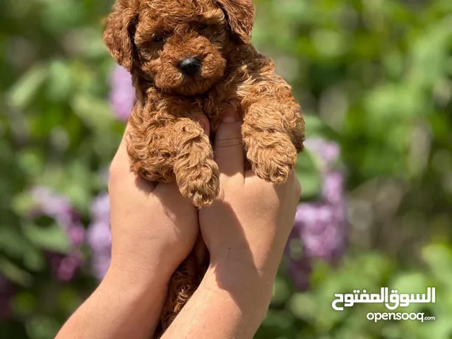 toy poodle T_cup now in Jordan  توي بودل تيكب بجميع الأوراق والثبوتيات والجواز والمايكرتشيب