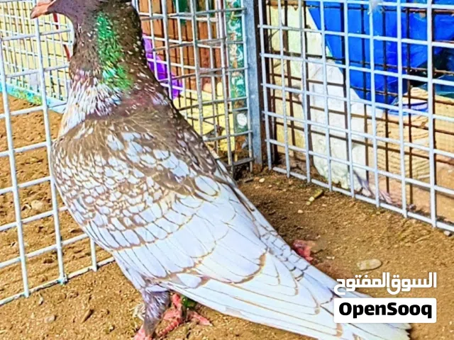 أنثى زاجل فراشة