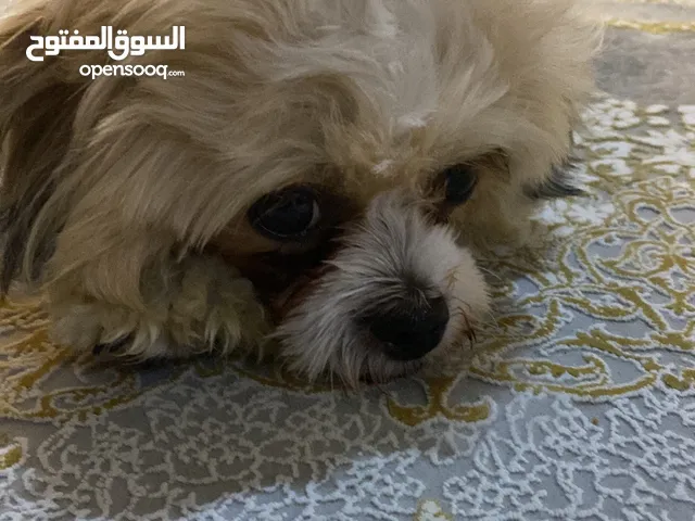 شتيزو   15 شهور