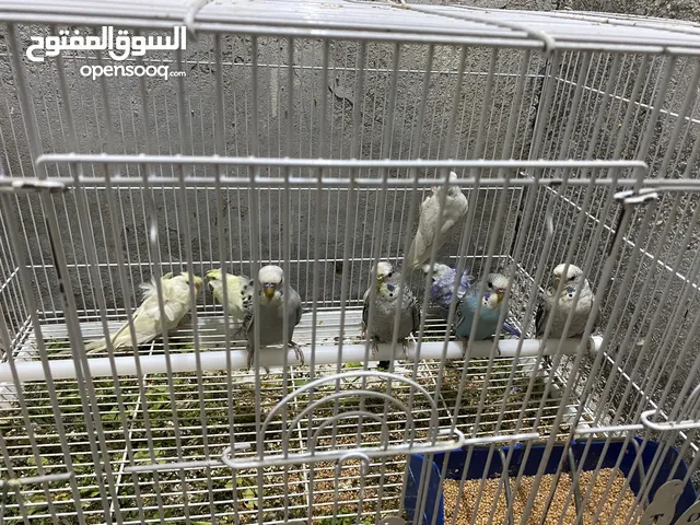 طيور الحب اوربيات انتاج عراقي