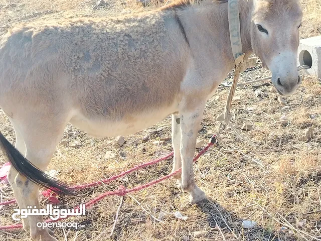 احماره للبيع