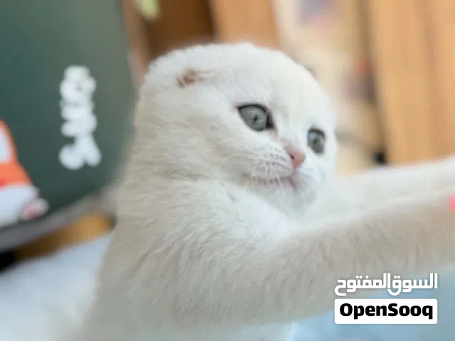 ذكر سكوتش تربل فولد