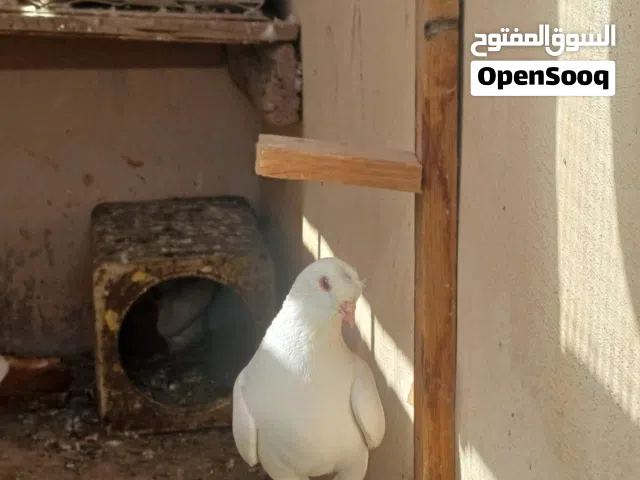 فحل مكاوي أبيض  فحل ذباني مشخط