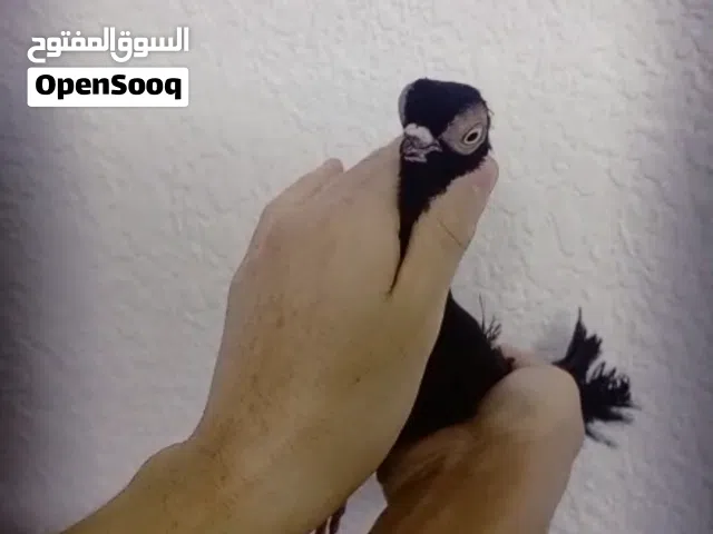 فحل فنر الماني للبيع
