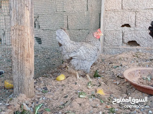 دجاج عربي نظيف