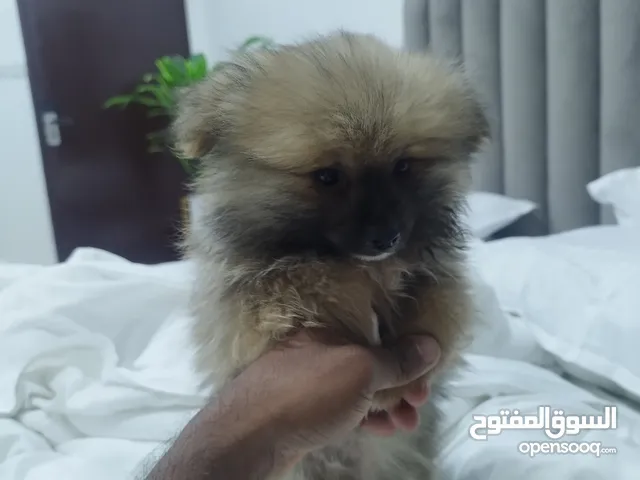 كلاب جميله واليفه جدا