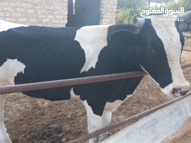 عجل للبيع مكان زاويه