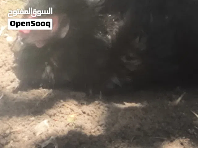 دجاج عرب شرط بياض وكفاف صحه خير من الله دجاجات كلهن زغار وبياضات