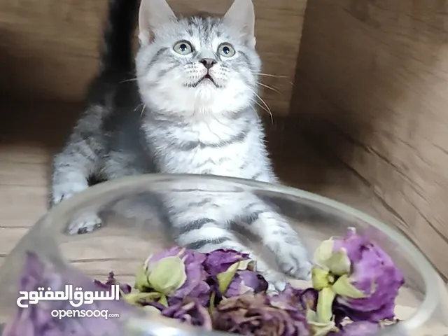 قطة صغيرة كتن مع الأغراض والتوصيل