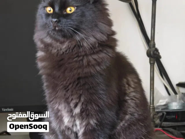 Cat for adoption