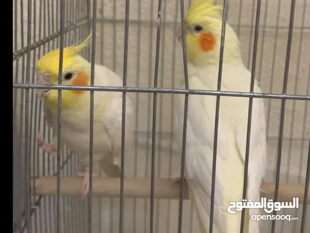زوج كروان لاتينو منتج