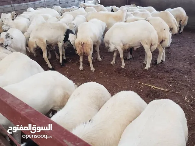 المروعي وصل