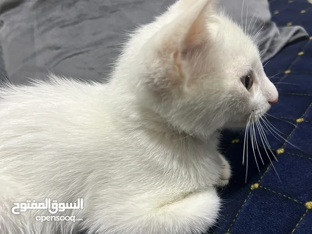 قط ذكر للبيع اللون ابيض