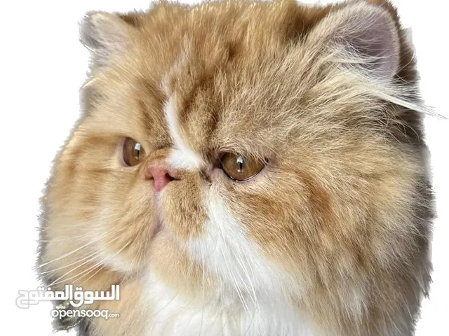 ذكر للتزاوج