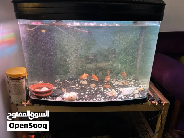 Fish tank for sale with Fish, Light,Filter,heater and oxygen motor and 6 fish