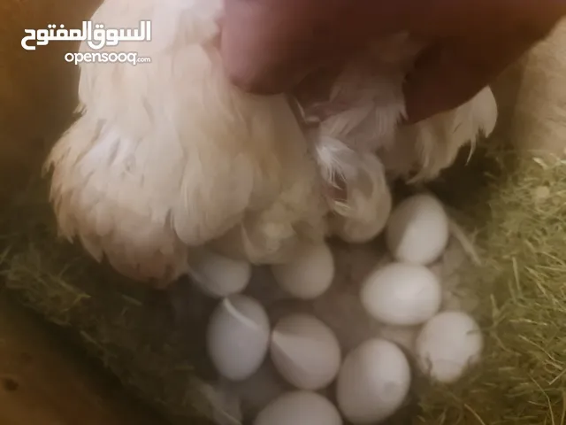 السلام وعليكم دجاجه عربيه اصليه كافه وجواهر ثنعشر بيضه هستوه كفت صاله يومين