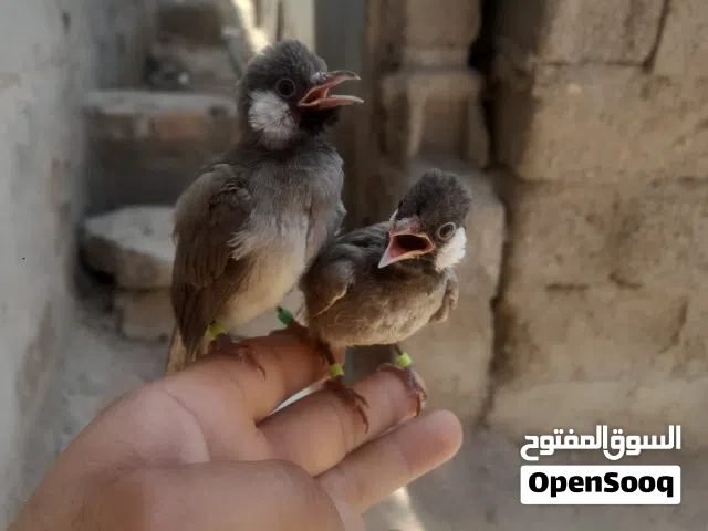 زوج بلابل اليفات البيع في البصر كرمت علي