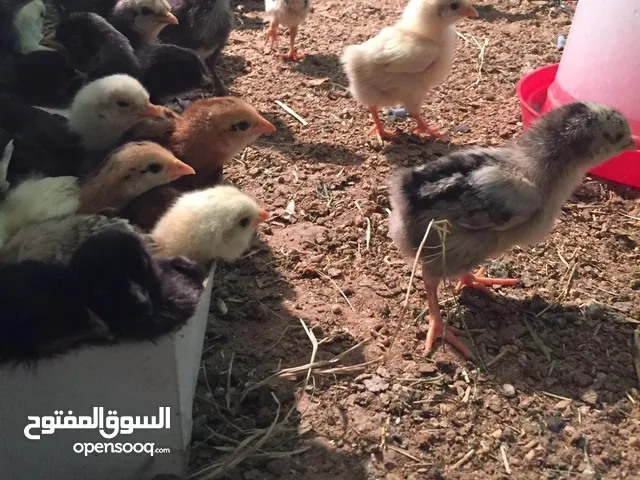 فلاليس دجاج عربي عدد 35