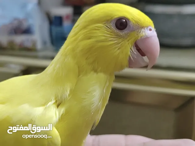 دره هندي اصفر نقي عيون حمر محلق عراقي