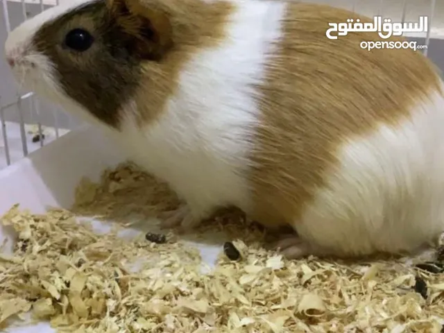 غيني بق genni pig