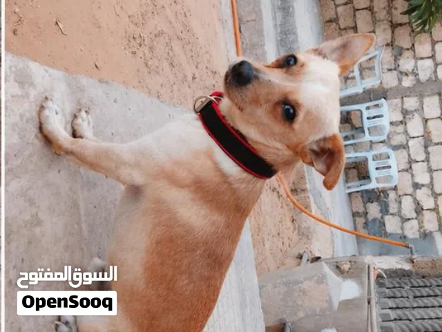 دكر تشواو ربي بارك يعلب ونشاط وخالي من الامراض  طرابلس سوق الجمعة