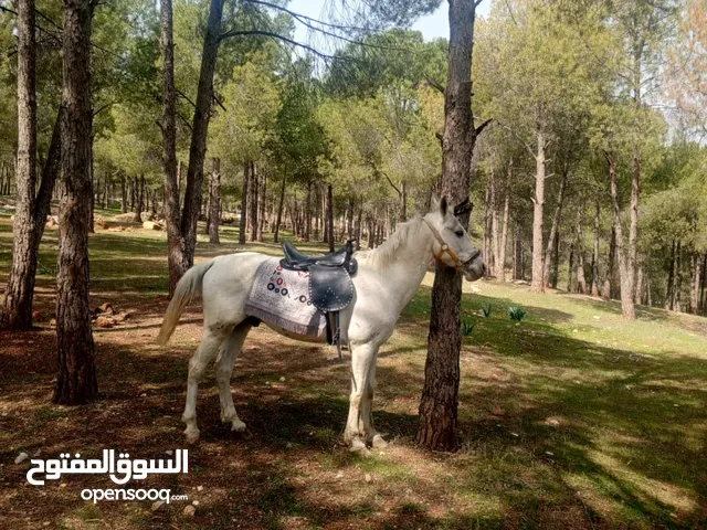 الله يبارك لصاحب النصيب