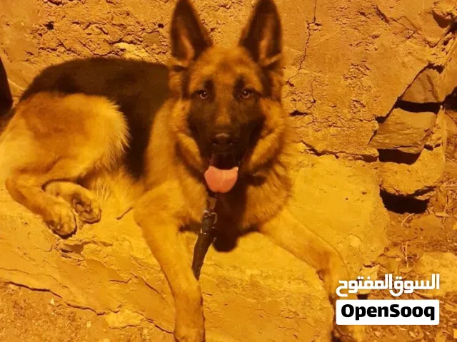 احتاج كلب للتبني اقرى الوصف اقرى