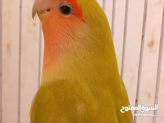 عصفور روز  ربي يبارك  عمره 4.3شهور  لي بيع